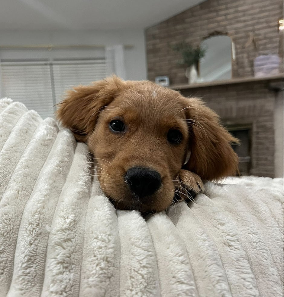 brown-dog