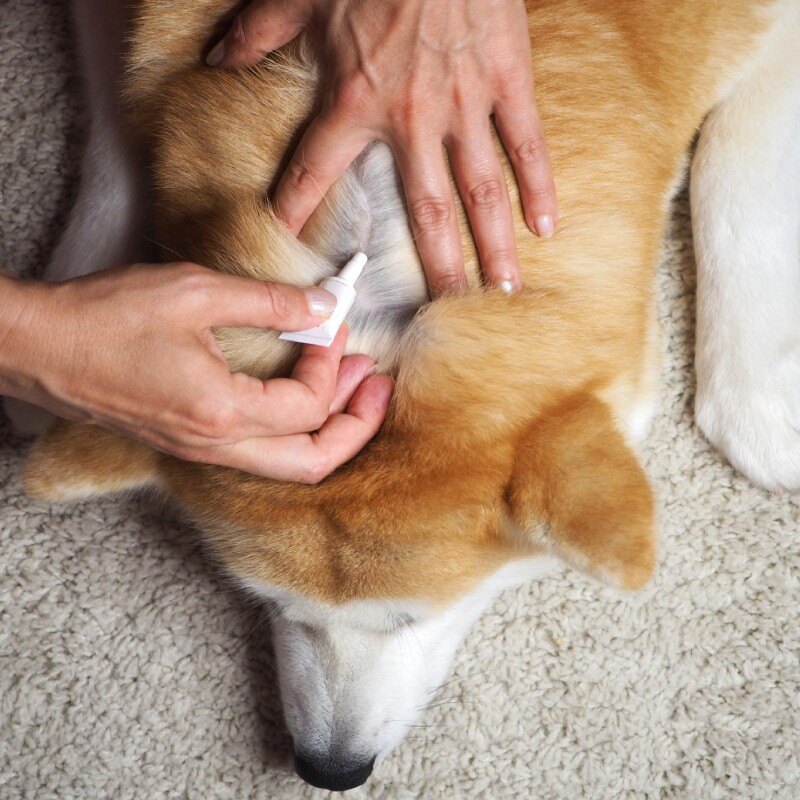 dogdeworm