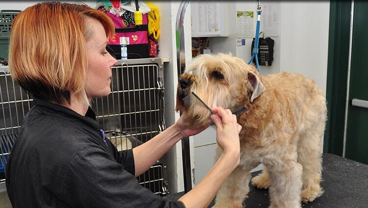 dog-cat-grooming-3