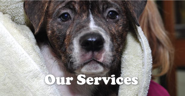 Veterinary services in Plainfield IL