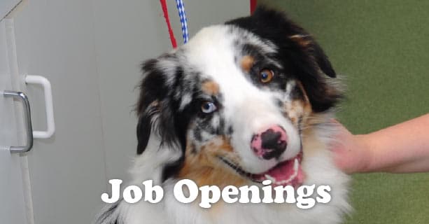 Job openings at Plainfield Veterinary Clinic
