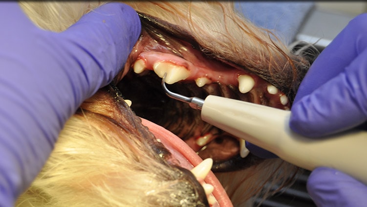 Dog & Cat Dentistry at Plainfield Veterinary Clinic and Surgical Center