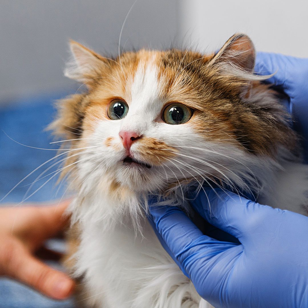 fluffy calico cat at veterinary exam