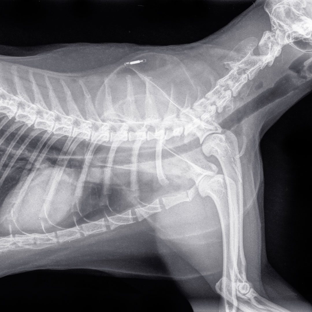 Cat X Ray