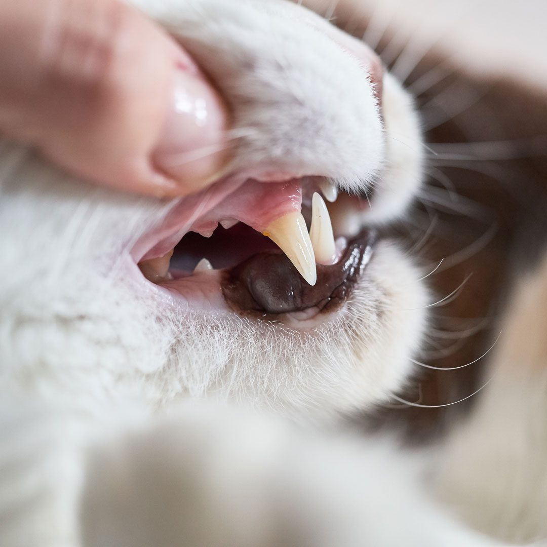 person opening cat's mouth to examine its teeth