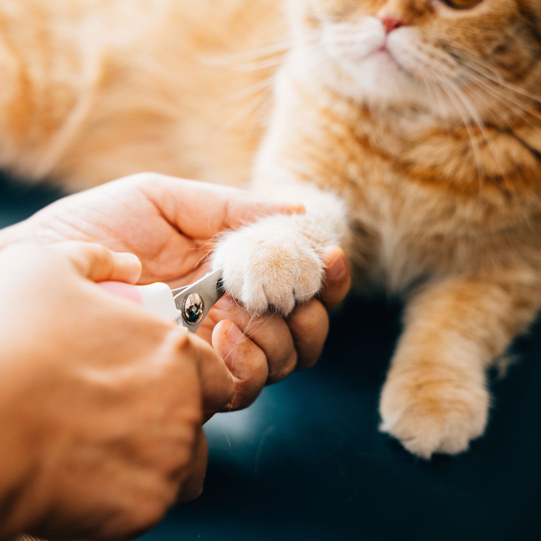 Clipping Cats Nails