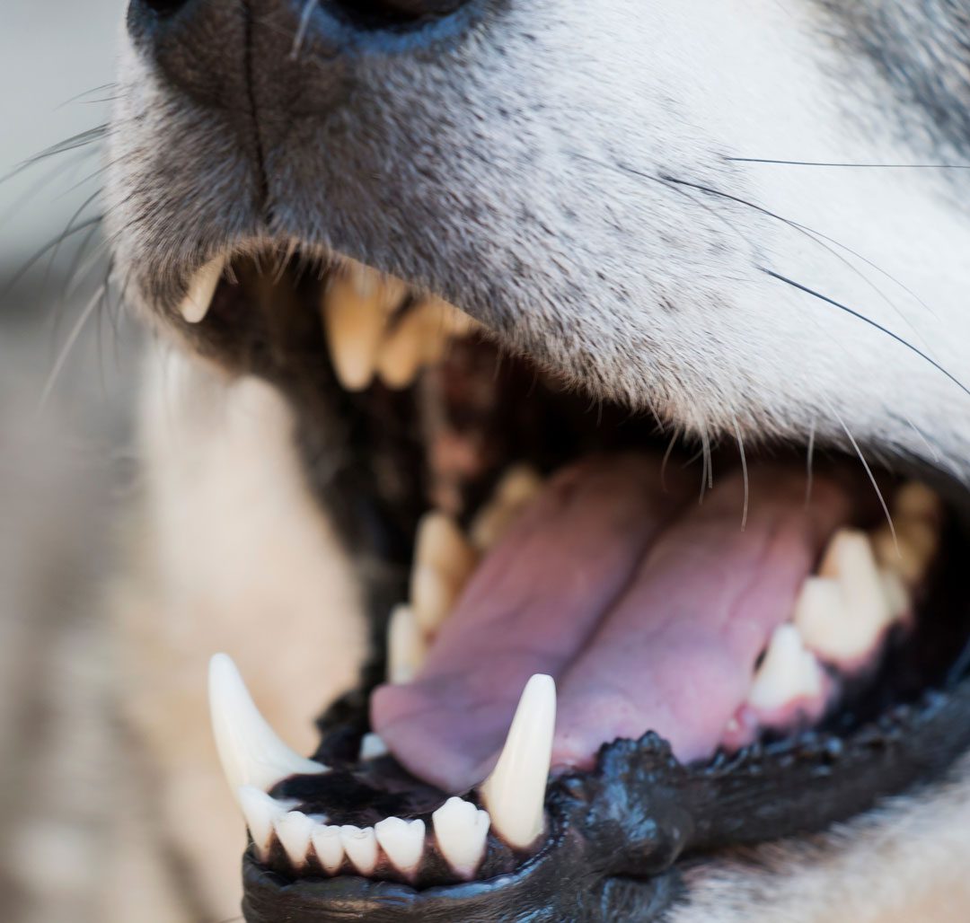 Close Up Of Dogs Teeth