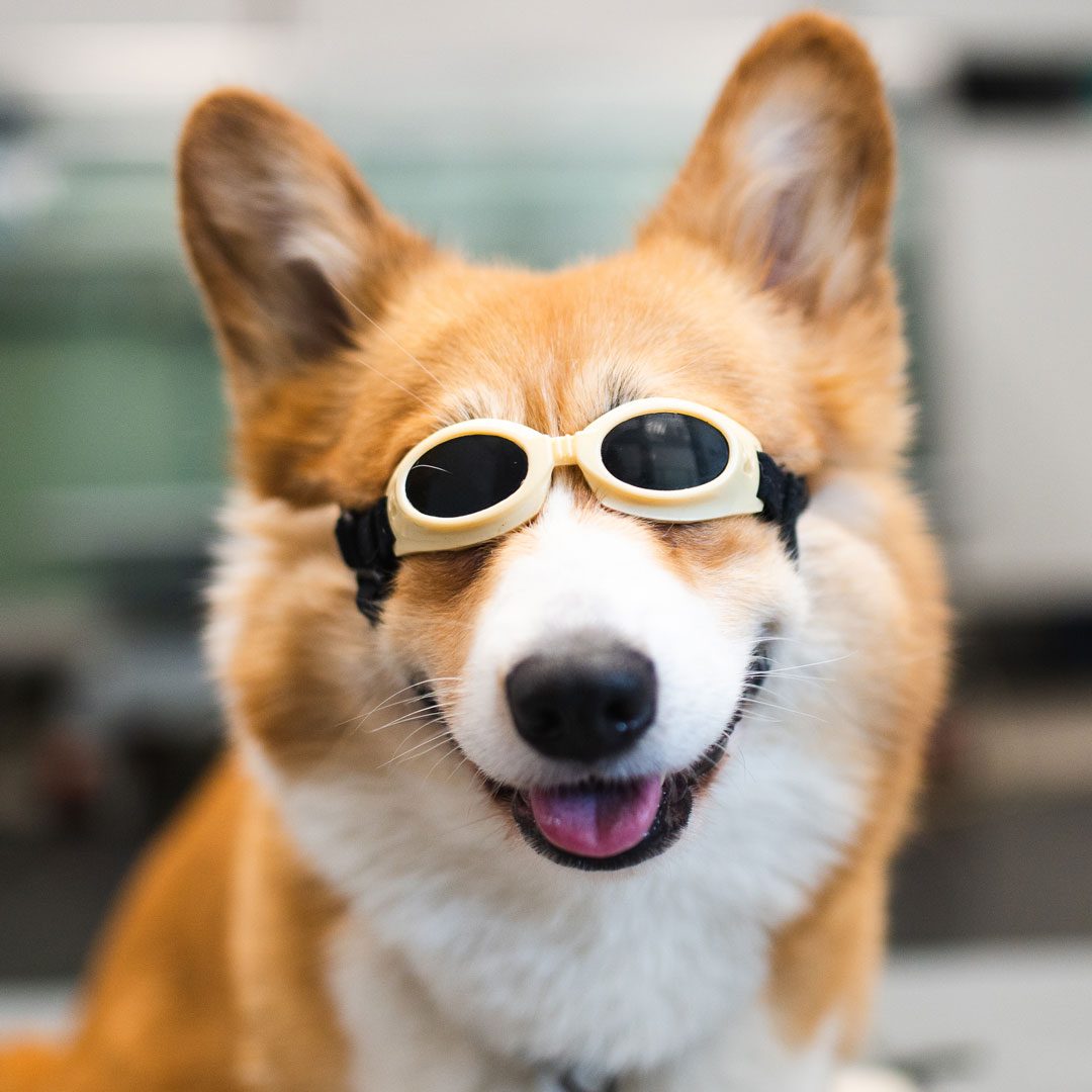 happy Corgi wearing goggles for laser therapy treatment