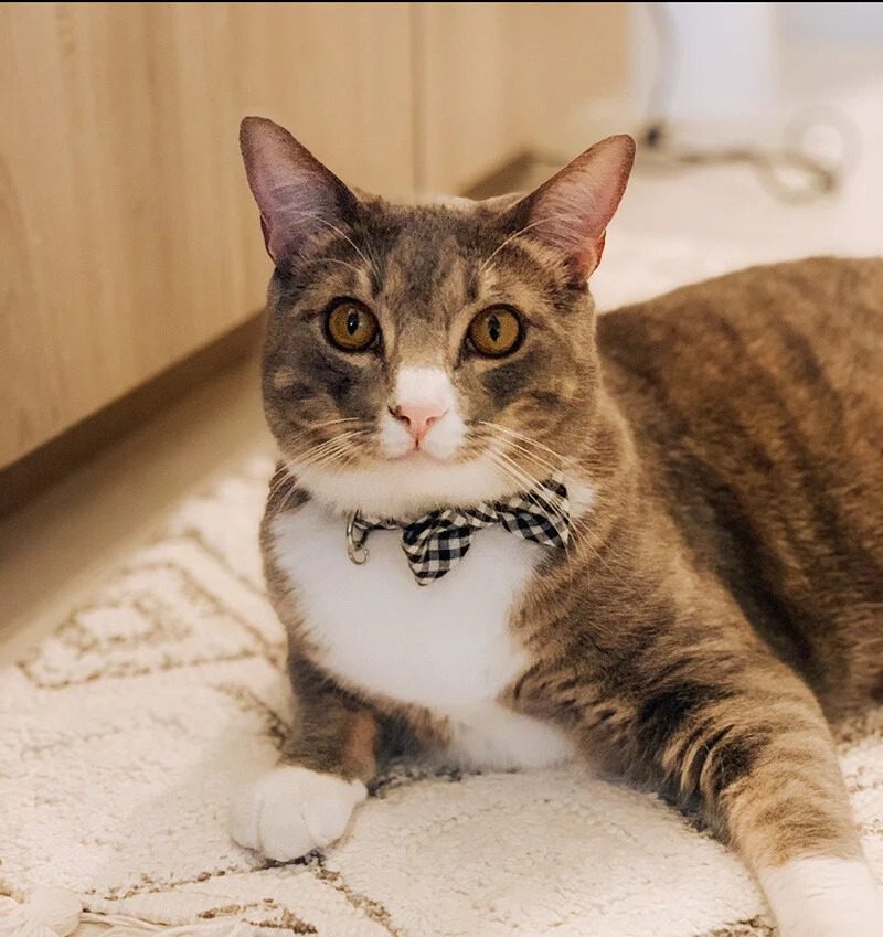 tabby cat wearing a bow and laying on the exam room floor