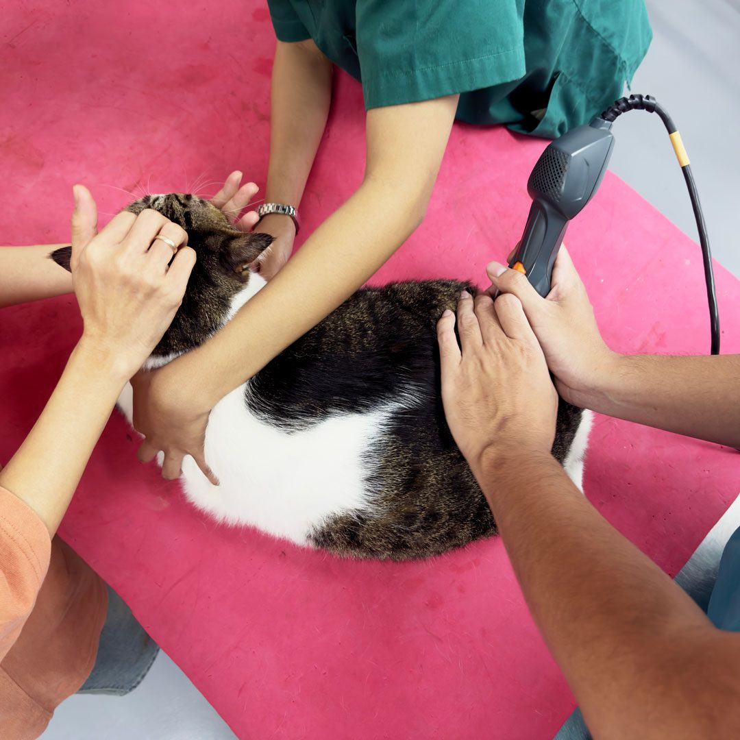 brown and white cat receiving laser therapy treatment at veterinary clinic