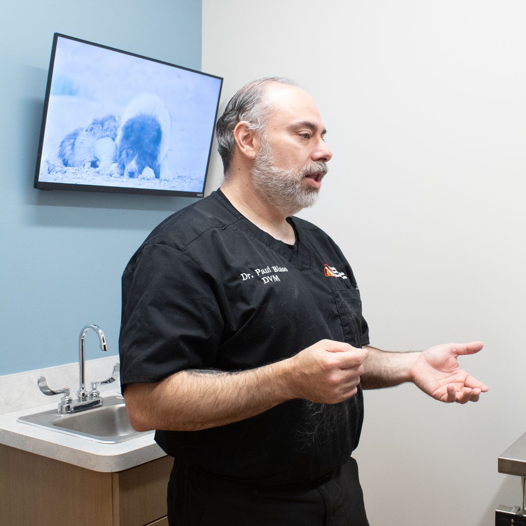 male veterinarian explaining something to someone else