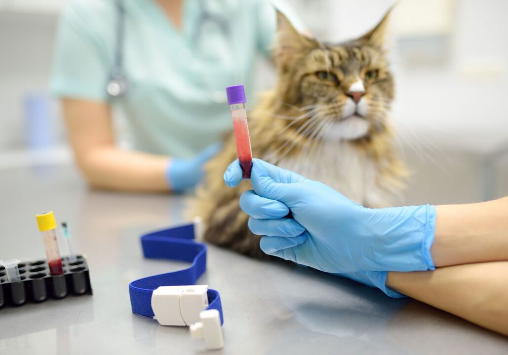 veterinarian holding blood sample from Maine Coon cat
