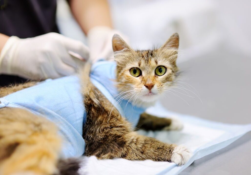 veterinarian bandaging a cat after its surgery