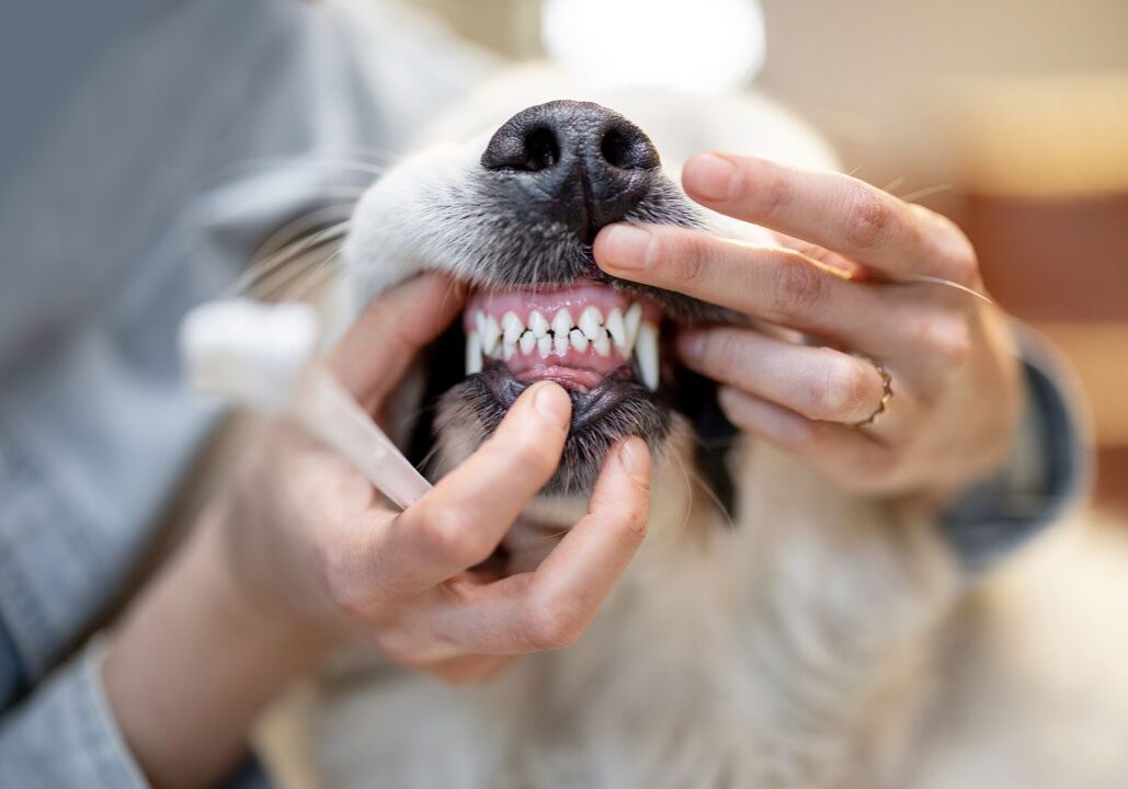person opening dog's mouth to check its teeth
