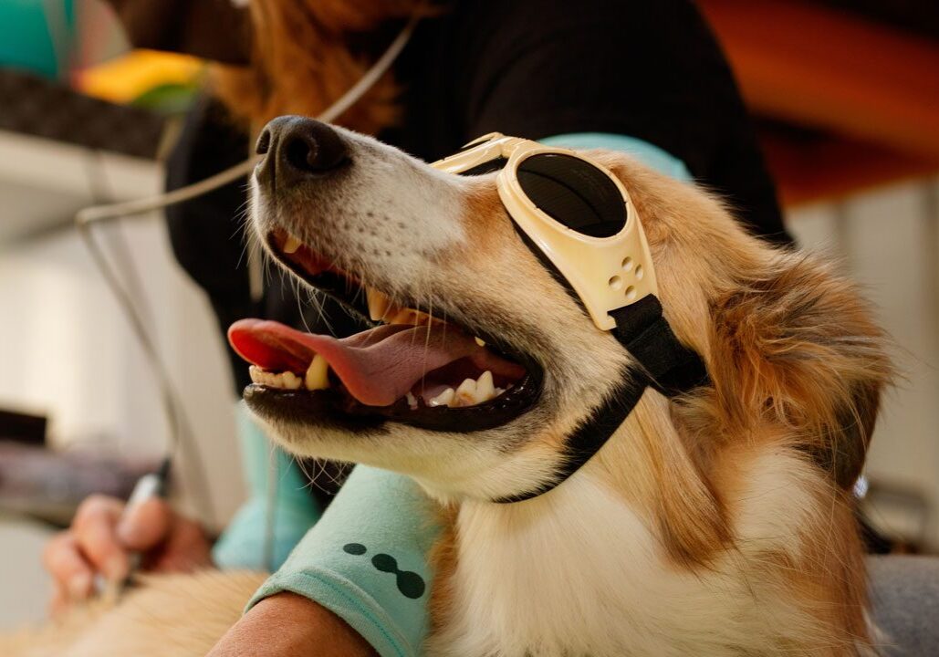 happy dog wearing goggles and receiving laser therapy treatment