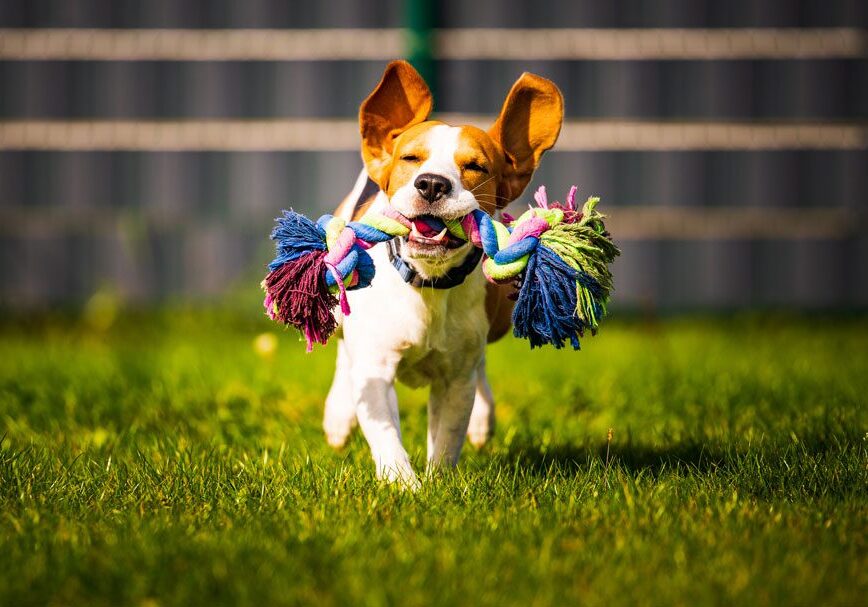 Beagle running and playing outside with a rope chew toy