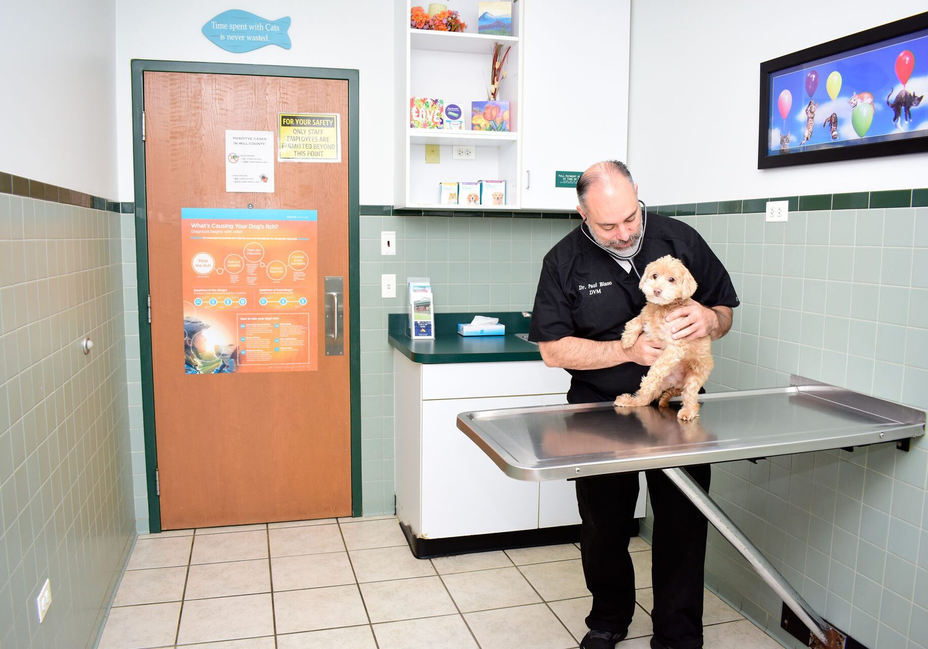 small dog at veterinary examination